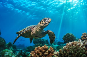 photo of a sea tea turtle under water