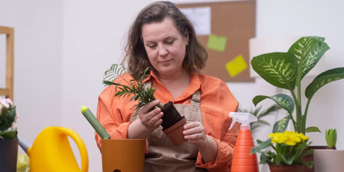 A lady potting some plants in a home office setting