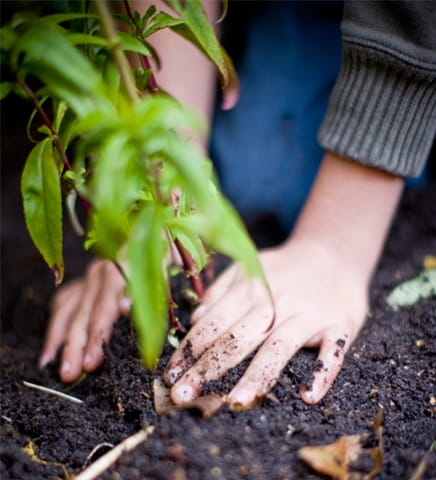 tree planting