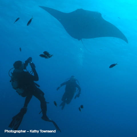 manta ray 